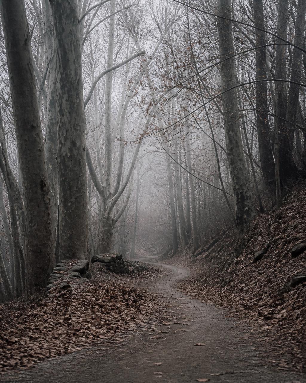 A quiet path winding through bare deciduous trees, soft mist in the distance